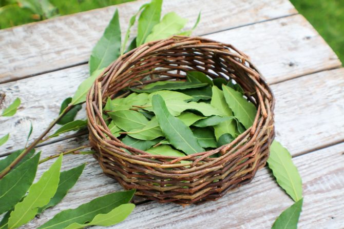 lovor lorber začin list