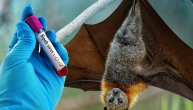 Svet se bori sa covid 19 pandemijom a naučnici strahuju od izbijanja još gore, izazvane Nipah virusom