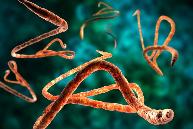 ebola