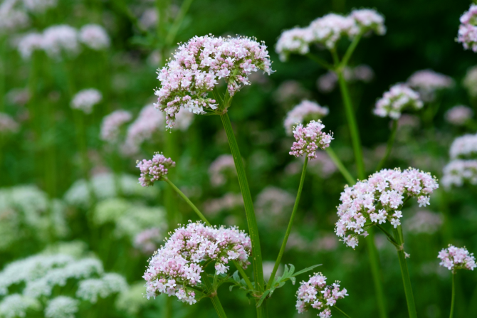Valerijana
