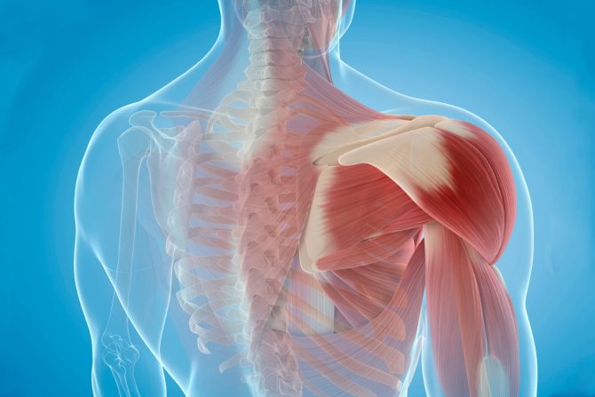 mišići-pompeova bolest-retke bolesti