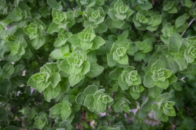 origano.ulje-bakterije