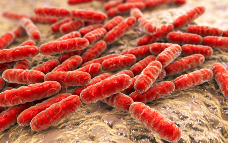 Zdravlje creva povezano sa metaboličkim zdravljem