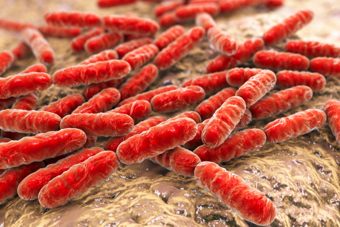 Zdravlje creva povezano sa metaboličkim zdravljem