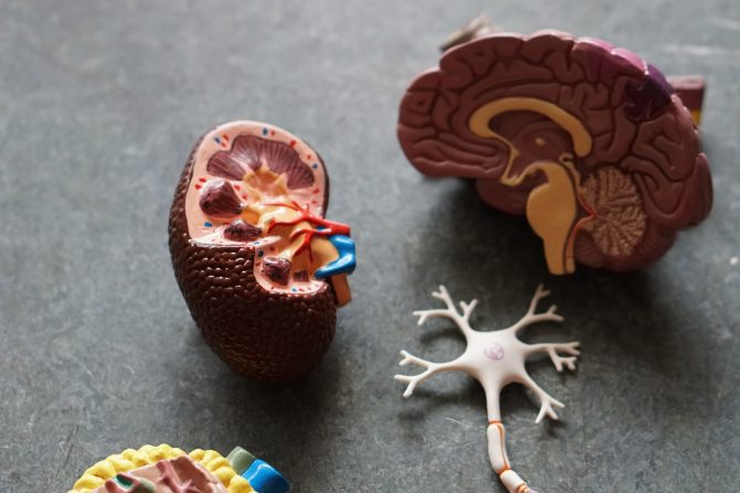 bubreg-bolesti budrega-dijaliza