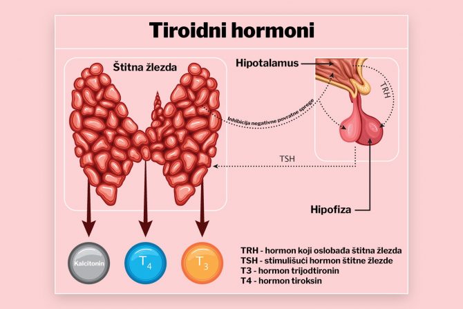 štitna žlezda- hormoni-TSH