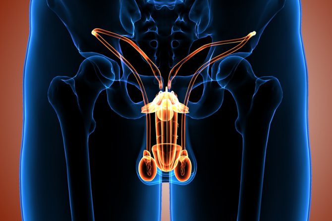 Testisi, penis, muški reproduktivni organi