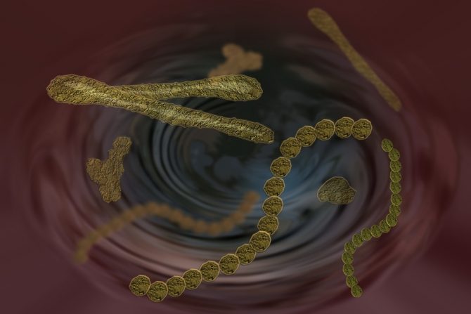 H5N8 - ptičji grip-epidemija