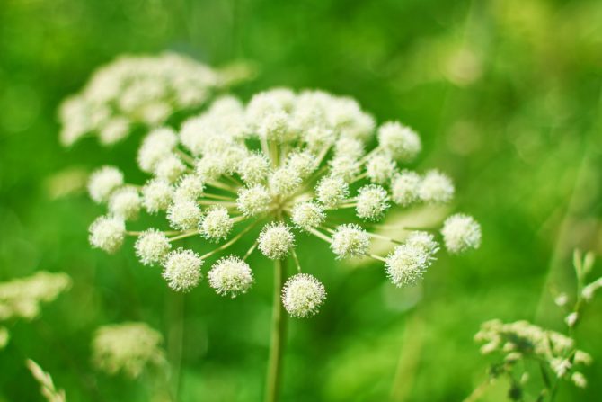 anđelika-jetra-čaj od anđelike