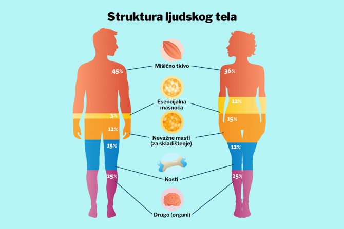 struktura tela- sastav tela-mišići-kosti - masti
