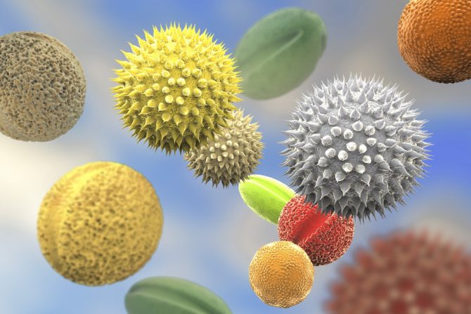 polen- alergija na polen-sezonska alergija