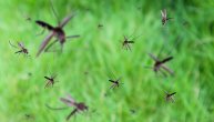 Virus Zapadnog Nila otkriven na komarcima u Beogradu, a ove simptome ne treba zanemariti