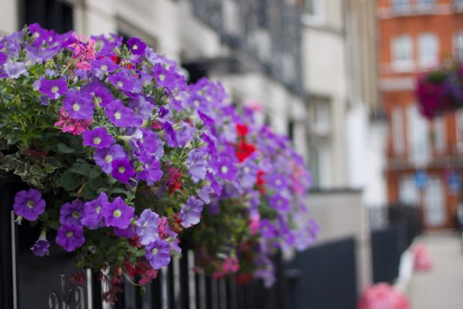 petonije.prirodni pesticid -biljne vaši