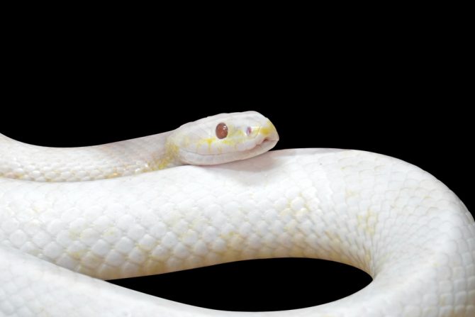 zmija- ujed zmije- lečenje ujeda zmije