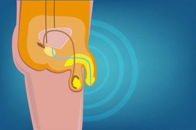 Muški reproduktivni organi