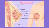 Poznavanje anatomije dojki olakšava samopregled i otkrivanje eventualnih nepravilnosti