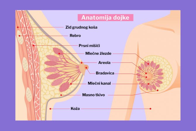 anatomija dojke- mlečne žlezde. rak dojke