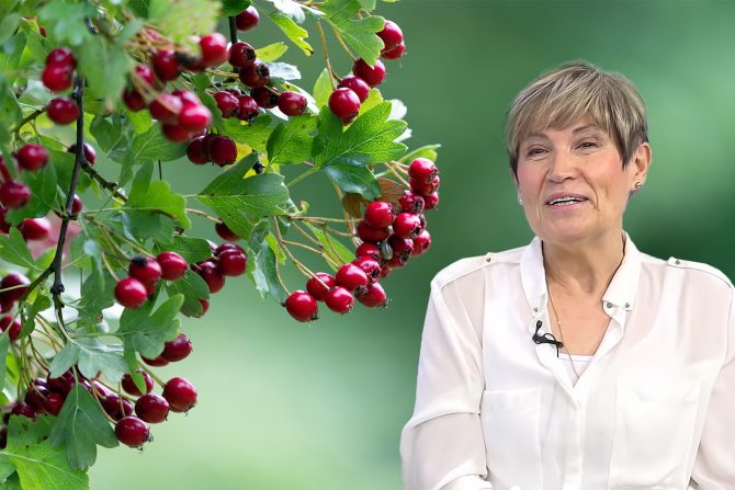 glog- doziranje gloga-zdravstvene smetnje