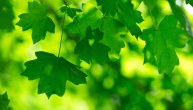Zašto je zelena boja potrebna i toliko važna u životu ljudi