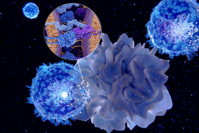 covid 10 - imunititet- enzimi