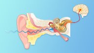 Zujanje u ušima nije bolest, već simptom koji ukazuje na poremećaj zdravlja uha