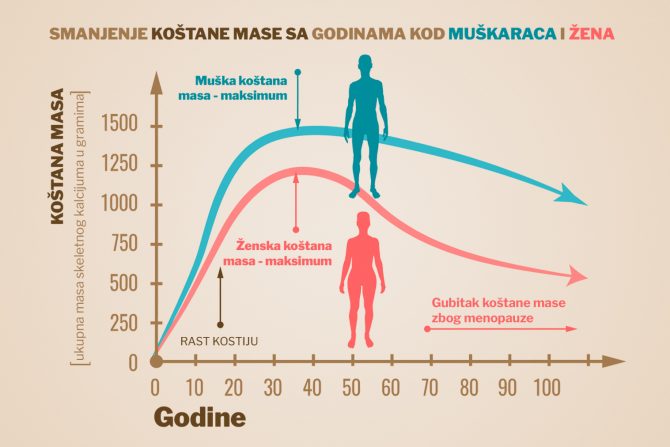 kosti- čvrtsina- gustina -masa