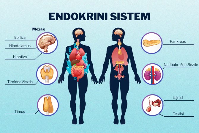 endokrini sistem