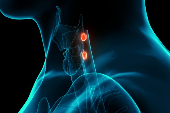 Paratiroidne žlezde