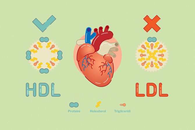 Viši nivo dobrog HDL holesterola