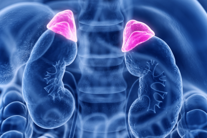 nadbubrežne žlezde