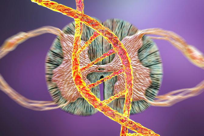 Neonatalni skrining SMA