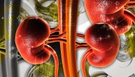 Kako izgleda život sa jednim bubregom i kako se čuva preostali organ