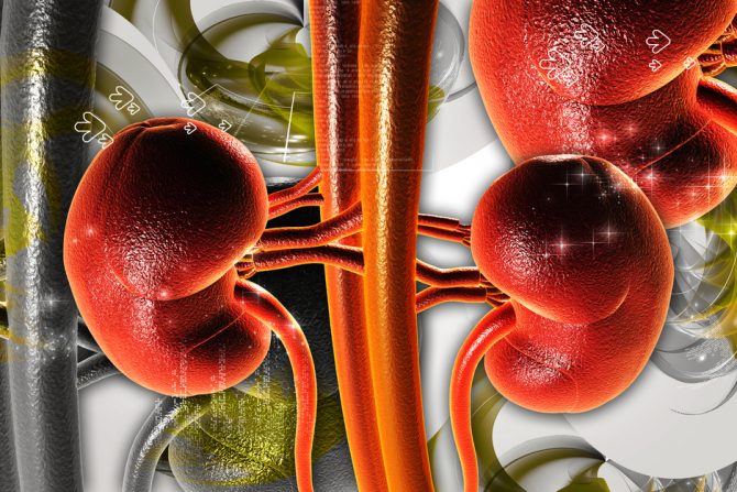 život sa jednim bubregom