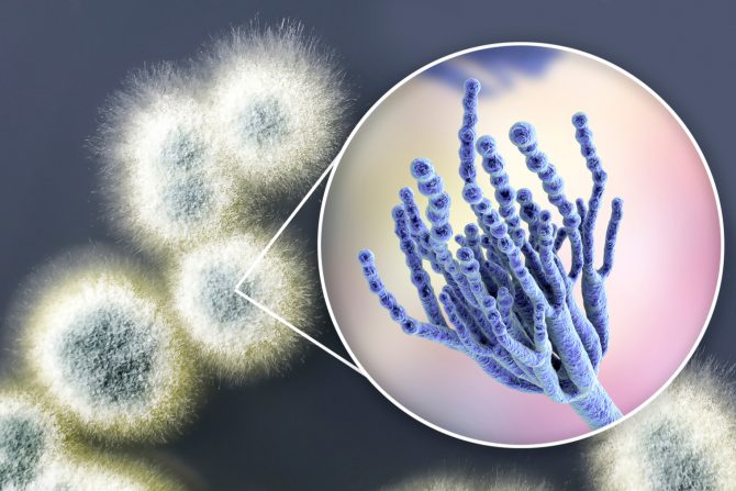 alergija na penicilin