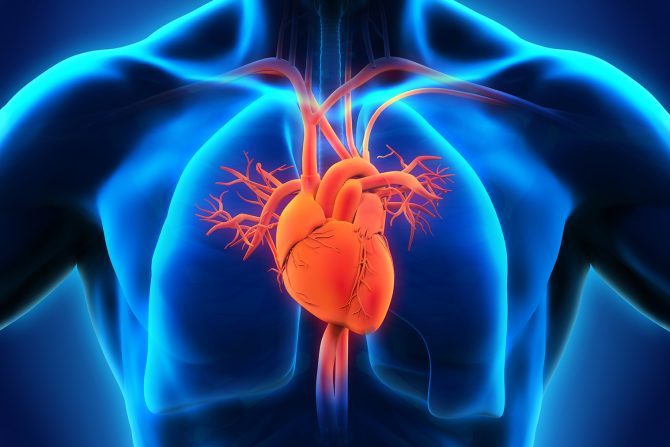 Kako starenje utiče na srce