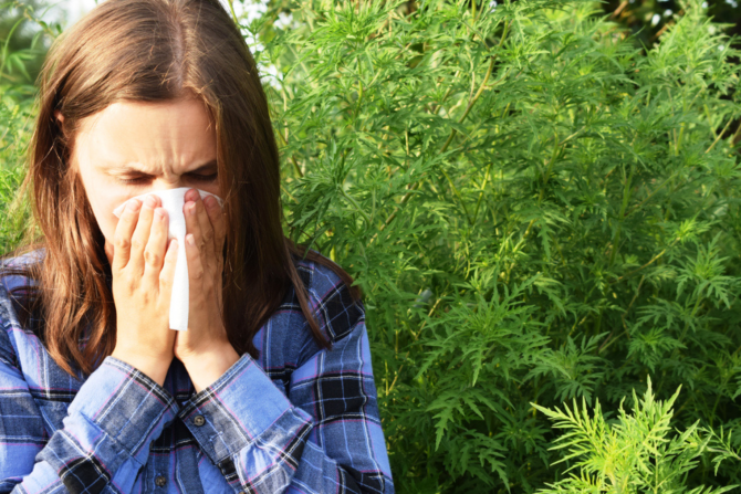alergija na ambroziju