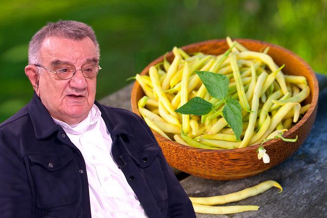 Žuta boranija prof dr Vojislav Perišić