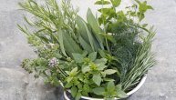 Kako deluje začinsko bilje i zašto je dobar bosiljak, origano i nana