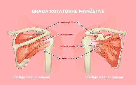 Bol u ramenu rotatorna manžetna