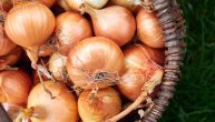 Čaj od crnog luka ublažava kašalj i snižava visok holesterol