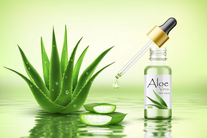 aloe vera
