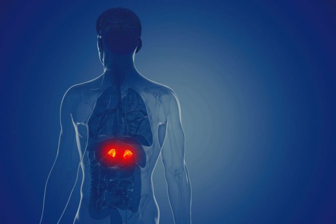 kortizol, nadbubrežna žlezda