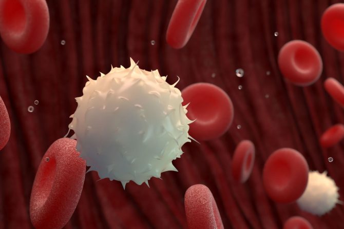 veštačka bela krvna zrnca