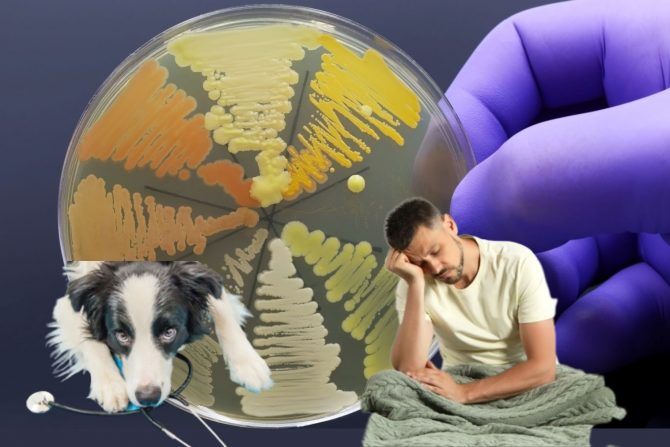 antimikrobna rezistencija