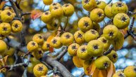 Divlja kruška odoleva i mrazu i suši: Za šta se sve koristi plod, list i kora ove voćke