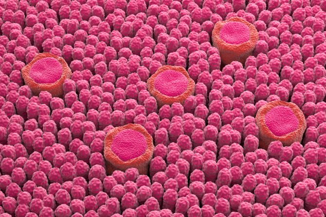 jezik – šesti ukus