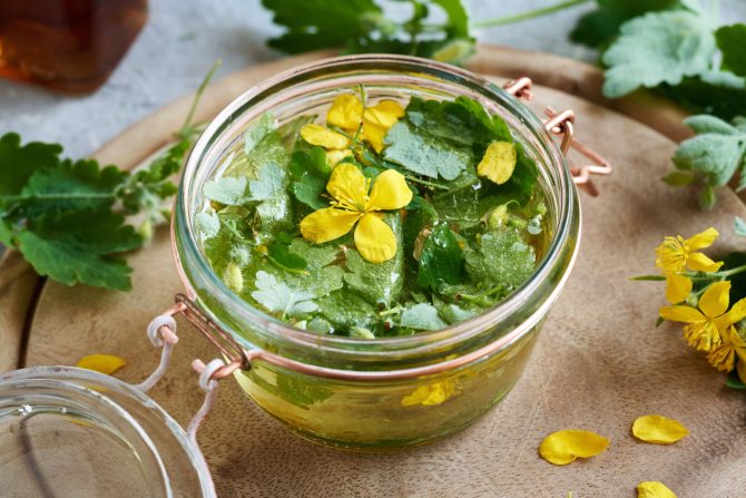 Rusa lekovita biljka