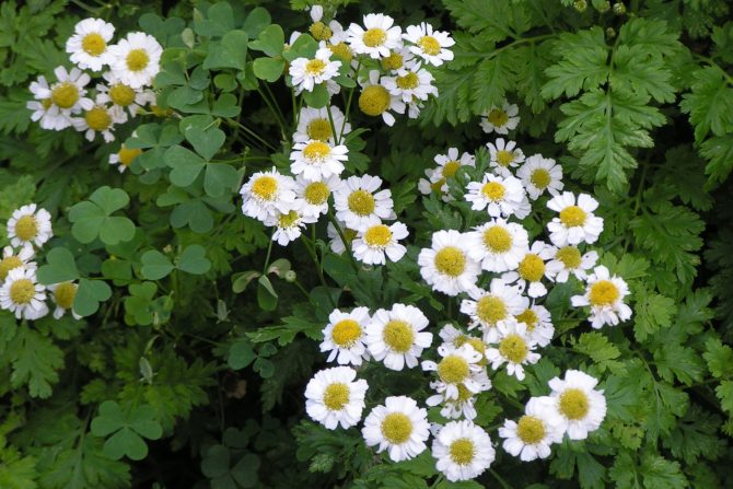 prirodni lekovi protiv bolova