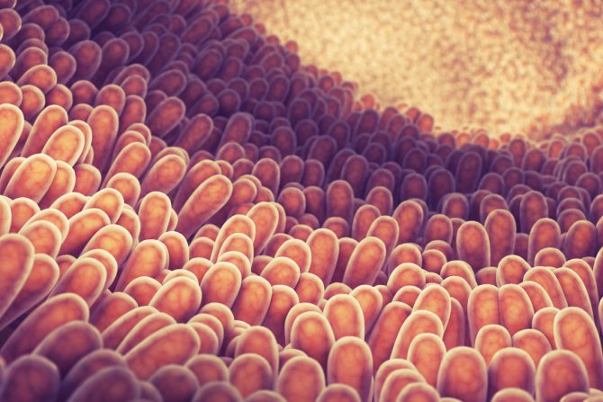 Clostridium butyricum