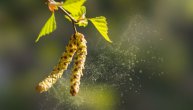 Alergija na polen breze: Koji simptomi ukazuju da imamo ovaj problem i kako se on leči
